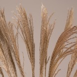 GloboStar® MISCANTHUS 36536 Αποξηραμένο Φυτό Μίσχανθος - Μπουκέτο Διακοσμητικών Κλαδιών Μπεζ Υ80cm
