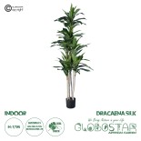 GloboStar® Artificial Garden DRACAENA SILK 20044 Τεχνητό Διακοσμητικό Φυτό Δράκαινα Υ170cm 