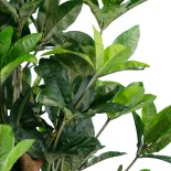 GloboStar® Artificial Garden FORTUNE GUIANA TREE 20056 Τεχνητό Διακοσμητικό Φυτό Καστανιά του Μαλαμπάρ Υ160cm 