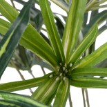 GloboStar® Artificial Garden BROADLEAF LADY PALM 20059 Τεχνητό Διακοσμητικό Φυτό Πλατύφυλλος Φοίνικας Μπαμπού Υ50cm 