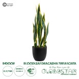 GloboStar® Artificial Garden BLOODLEAF DRACAENA TRIFASCIATA 20060 Τεχνητό Διακοσμητικό Φυτό Αιματόφυλλη Σανσεβιέρια Υ70cm