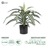 GloboStar® Artificial Garden BRAZILIAN IRON 20083 Τεχνητό Διακοσμητικό Φυτό Αρωματική Δράκαινα Υ30cm 