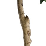 GloboStar® Artificial Garden LAUREL 20085 Τεχνητό Διακοσμητικό Φυτό Δάφνη Υ150cm 