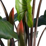 GloboStar® Artificial Garden RAINBOW TARO 20207 Τεχνητό Διακοσμητικό Φυτό Κολοκασία Υ170cm