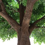 GloboStar® Artificial Garden BANYAN FICUS TREE 20160 Τεχνητό Διακοσμητικό Δέντρο Ινδική Συκιά Φίκος Υ340cm 