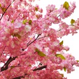 GloboStar® Artificial Garden CHERRY PRUNUS BLOSSOM TREE 20164 Τεχνητό Διακοσμητικό Δέντρο Άνθος Κερασιάς Προύμνη Υ340cm 