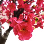 GloboStar® Artificial Garden PEACH BLOSSOM TREE 20168 Τεχνητό Διακοσμητικό Δέντρο Ανθισμένη Ροδακινιά Υ300cm