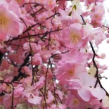 GloboStar® Artificial Garden CHERRY BLOSSOM TREE 20212 Τεχνητό Διακοσμητικό Δέντρο Άνθος Κερασιάς Υ300cm 
