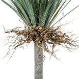 GloboStar® Artificial Garden BEAUCARNEA PALM TREE 20047 Τεχνητό Διακοσμητικό Φυτό Κυρτόφυλλος Μπουκαρνέα Υ200cm 