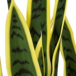 GloboStar® Artificial Garden BLOODLEAF DRACAENA TRIFASCIATA 20061 Τεχνητό Διακοσμητικό Φυτό Αιματόφυλλη Σανσεβιέρια Υ90cm