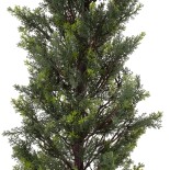 GloboStar® Artificial Garden LEMON CYPRESS 20151 Τεχνητό Διακοσμητικό Φυτό Λεμονόκυπάρισσο Υ120cm 