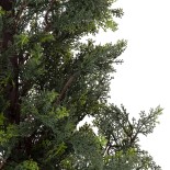 GloboStar® Artificial Garden LEMON CYPRESS 20153 Τεχνητό Διακοσμητικό Φυτό Λεμονόκυπάρισσο Υ180cm 