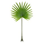 GloboStar® Artificial Garden SERENOA PALM LEAF 20172 Τεχνητό Διακοσμητικό Φύλο Φοινικόδεντρου Σερενόα Βεντάλια Π77 x Υ140cm 