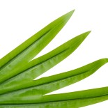 GloboStar® Artificial Garden SERENOA PALM LEAF 20172 Τεχνητό Διακοσμητικό Φύλο Φοινικόδεντρου Σερενόα Βεντάλια Π77 x Υ140cm 