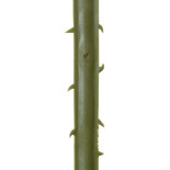 GloboStar® Artificial Garden SERENOA PALM LEAF 20172 Τεχνητό Διακοσμητικό Φύλο Φοινικόδεντρου Σερενόα Βεντάλια Π77 x Υ140cm 
