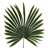 GloboStar® Artificial Garden SERENOA PALM LEAF 20173 Τεχνητό Διακοσμητικό Φύλο Φοινικόδεντρου Σερενόα Βεντάλια Π47 x Υ120cm 