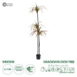 GloboStar® Artificial Garden DRAGON BLOOD TREE 20371 Τεχνητό Διακοσμητικό Φυτό Δράκαινα Υ220cm 