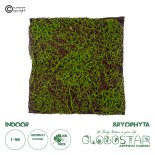 GloboStar® Artificial Garden BRYOPHYTA 20143 Τεχνητό Διακοσμητικό Πάνελ Φυλλωσιάς - Κάθετος Κήπος Βρύα Μ100 x Π100 x Υ5cm 