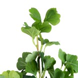 GloboStar® Artificial Garden GINKGO BRANCH 20259 Τεχνητό Διακοσμητικό Κλαδί Γκίγκο Π22 x Υ80cm 