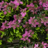 GloboStar® Artificial Garden CYPHEA HYSSOPIFOLIA 20350 Τεχνητό Διακοσμητικό Πάνελ Λουλουδιών - Κάθετος Κήπος σύνθεση Άνθος Κουφέας Μ50 x Π50 x Υ11cm 
