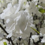 GloboStar® Artificial Garden BIANCA CHERRY BLOSSOM TREE 20362 Τεχνητό Διακοσμητικό Δέντρο Λευκό Άνθος Κερασιάς Υ350cm