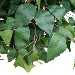 GloboStar® Artificial Garden FICUS BENJAMINA TREE 20432 Τεχνητό Διακοσμητικό Φυτό Φίκος Μπενζαμίνη Υ300cm