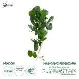 GloboStar® Artificial Garden HANGING PEPEROMIA 20599 Τεχνητό Διακοσμητικό Κρεμαστό Φυτό Πεπερόμια Μ30 x Π31 x Υ50cm