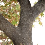 GloboStar® Artificial Garden MAPLE TREE 21058 Τεχνητό Διακοσμητικό Δέντρο Σφένδαμος Υ400cm
