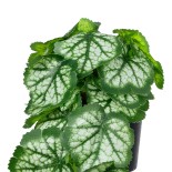 GloboStar® Artificial Garden WHITE BEGONIA PLANT 20947 Διακοσμητικό Φυτό Λευκή Βιγόνια Φ23 x Υ16cm