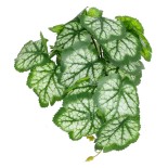 GloboStar® Artificial Garden WHITE BEGONIA PLANT 20947 Διακοσμητικό Φυτό Λευκή Βιγόνια Φ23 x Υ16cm