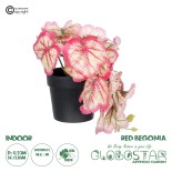 GloboStar® Artificial Garden RED BEGONIA PLANT 20948 Διακοσμητικό Φυτό Κόκκινη Βιγόνια Φ23 x Υ16cm