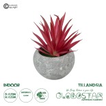 GloboStar® Artificial Garden AIR PLANT TILLANDSIA POTTED PLANT 21035 Διακοσμητικό Φυτό Τιλάντσια Φ12 x Υ15cm