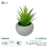 GloboStar® Artificial Garden AIR PLANT TILLANDSIA POTTED PLANT 21036 Διακοσμητικό Φυτό Τιλάντσια Φ12 x Υ15cm
