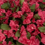 GloboStar® Artificial Garden BOUGAINVILLEA PLANT 20666 Τεχνητό Διακοσμητικό Φυτό Μπουκανβίλια Π145 x Μ70 x Y57cm