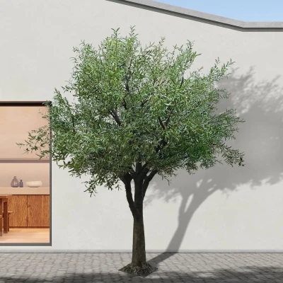 Plant - Tree Name: OLIVE TREE / Plant - Tree Code - SKU: 20161